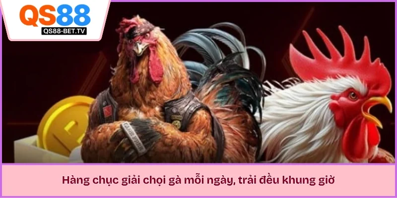 Hàng chục giải chọi gà mỗi ngày, trải đều khung giờ